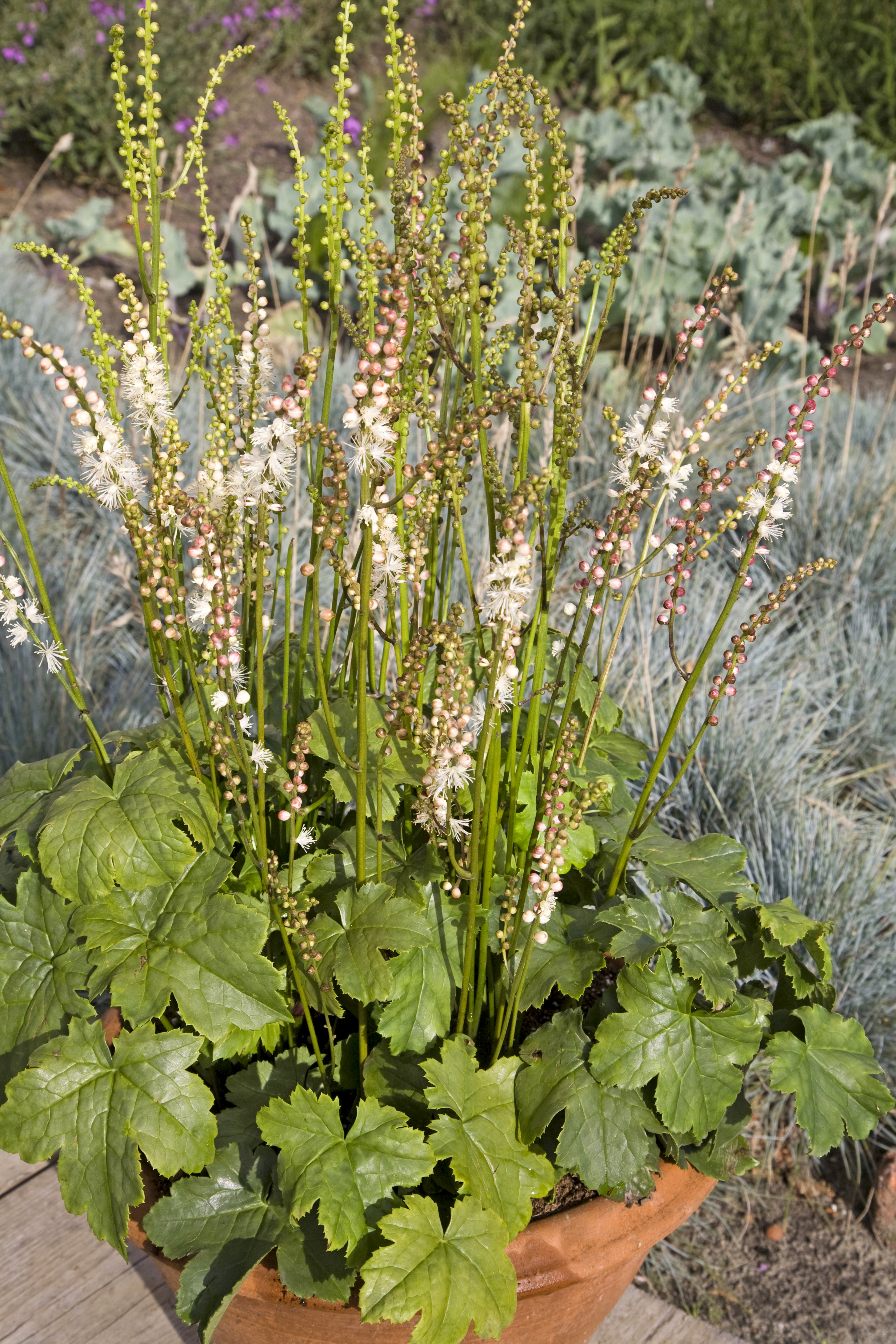 Actaea japonica 'Silver Dance'